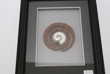 Framed Bone and Wood Carvings