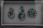 Framed Pāua Pieces