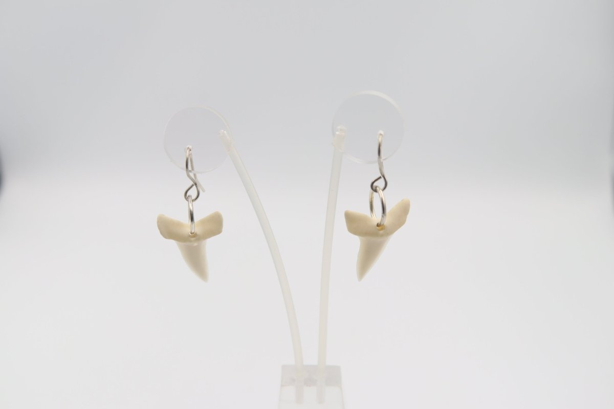 Whalebone Shark tooth Earrings