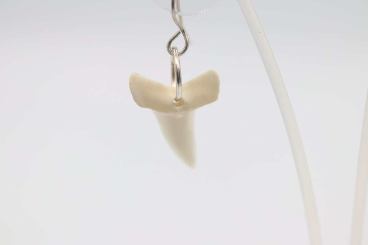 Whalebone Shark tooth Earrings