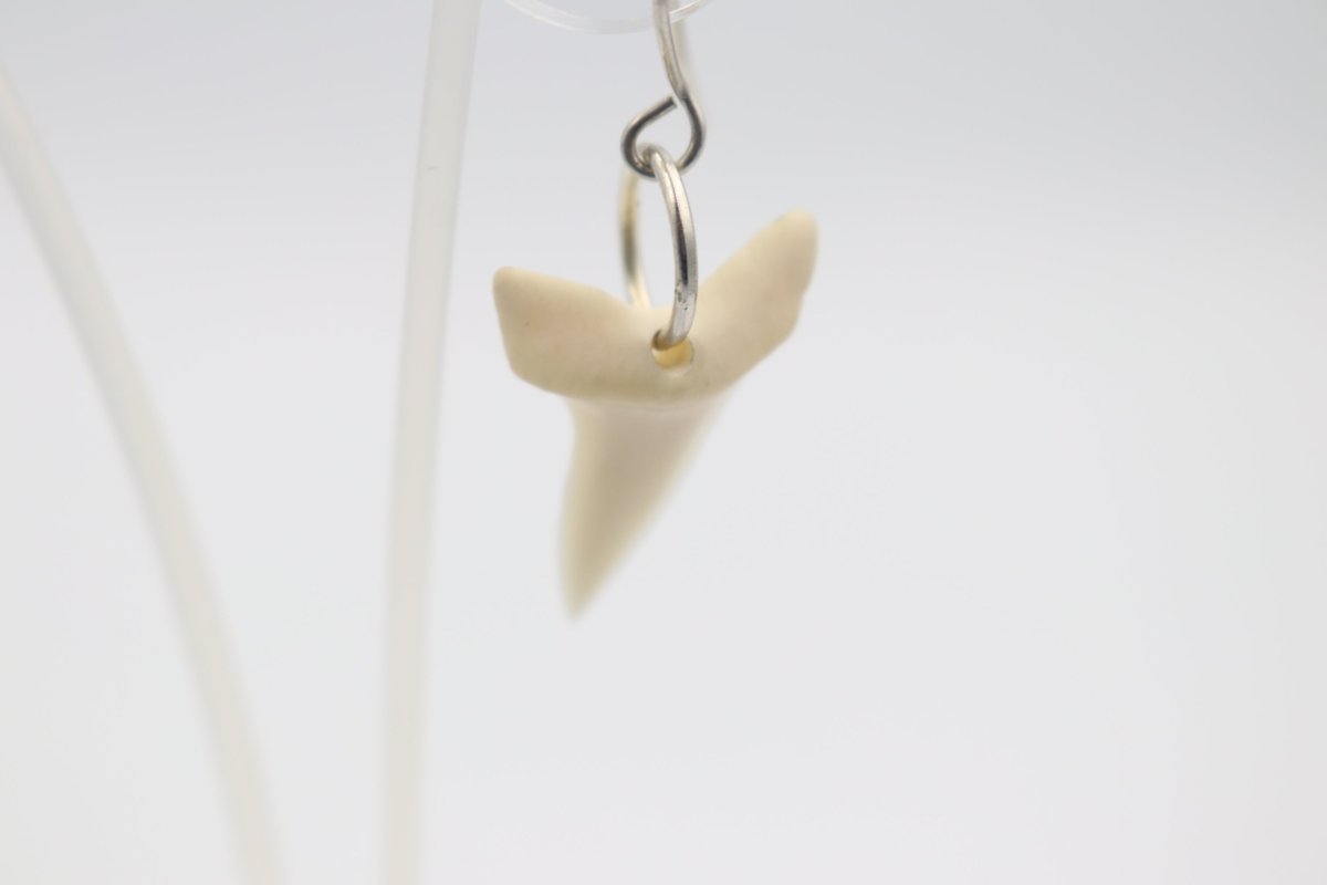Whalebone Shark tooth Earrings
