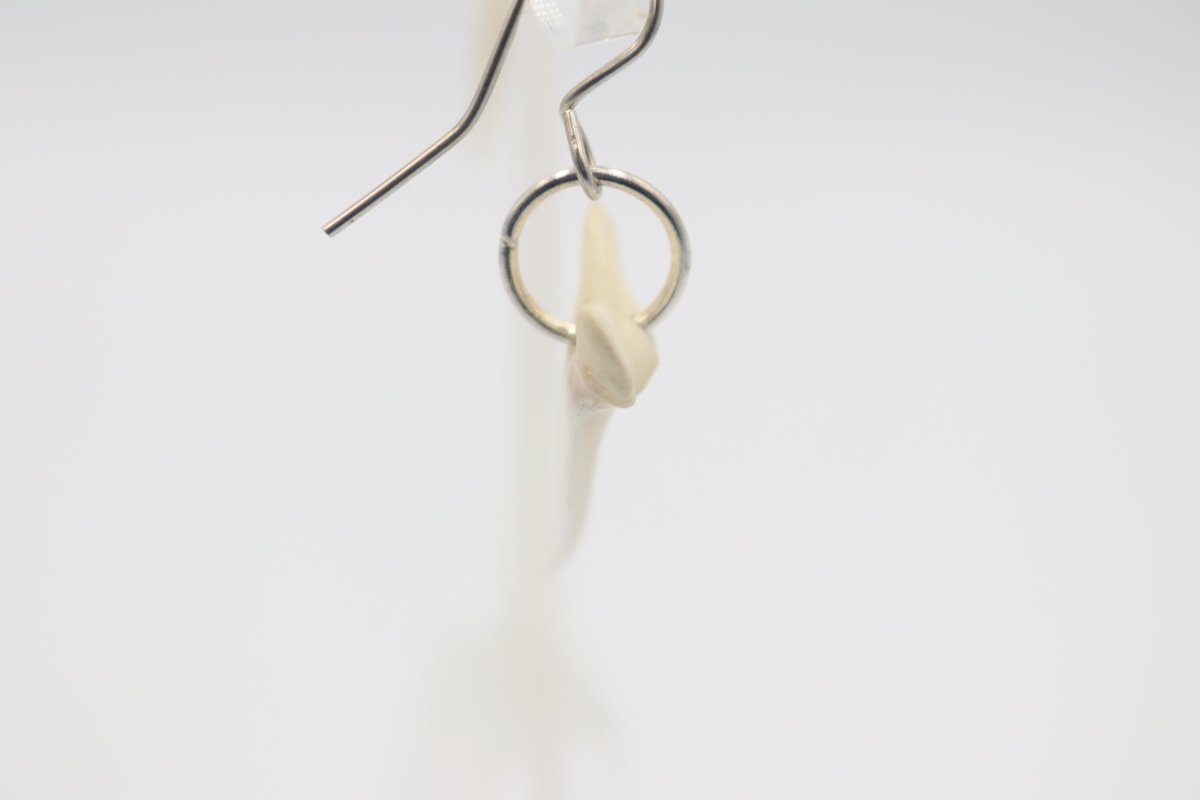 Whalebone Shark tooth Earrings