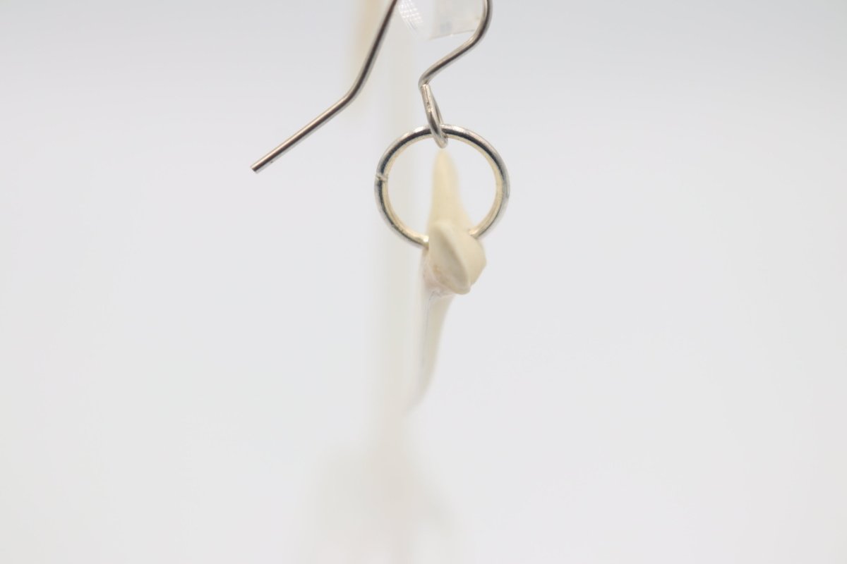 Whalebone Shark tooth Earrings